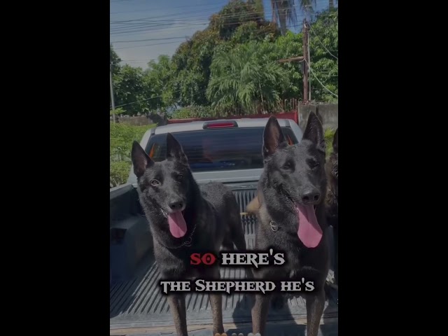 Problem solving: Belgian Malinois vs German Shepard