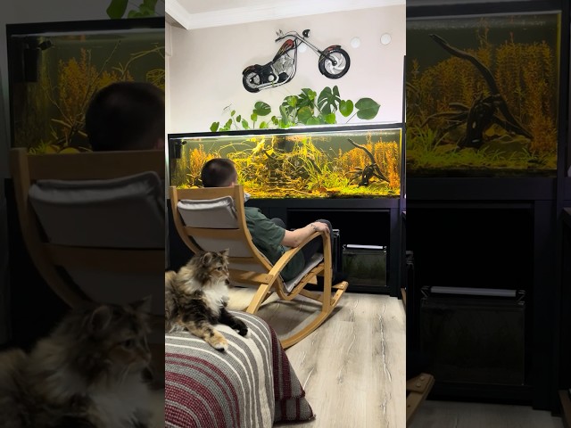 No Filter, No Water Change Dirted Fish Tank Day 475  #aquarium #aquascape #ecosystem