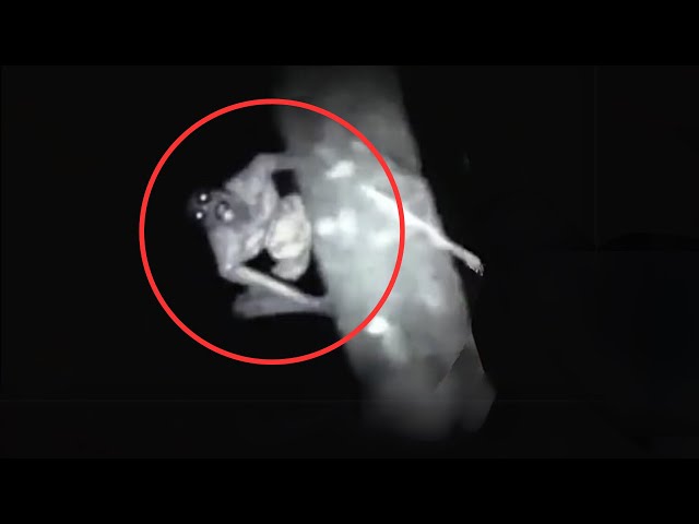 11 SCARIEST Creature Encounters Caught While Camping | Scary Comp V22
