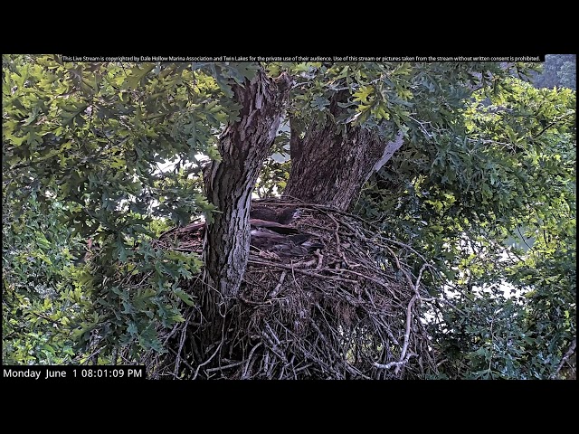 Dale Hollow Eagle Camera Live Stream