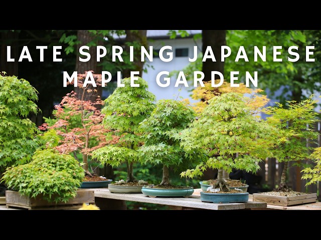 MOMIJI-EN - Late Spring Japanese Maple Garden Walk (Watch in 4K or 1080P)