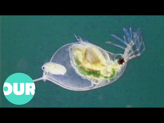 Exploring The Microscopic World We Never See | Our World