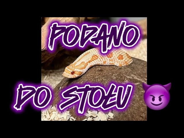 ‼️karmienie węży‼️‼️🐍🐍