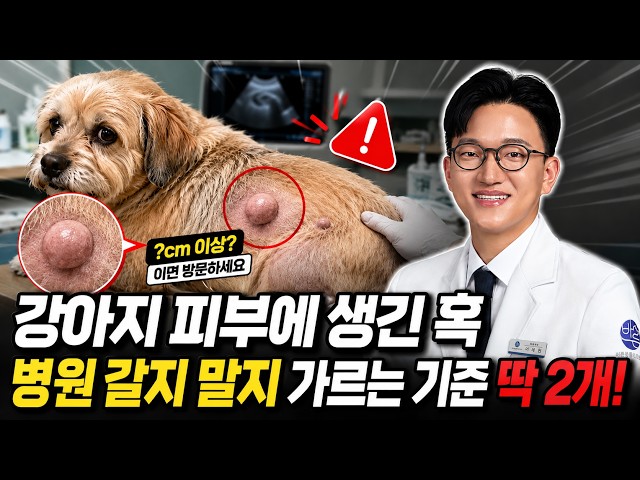 Found a Lump on Your Dog's Skin? The Only 2 Criteria for Deciding Whether to Go to the Vet!