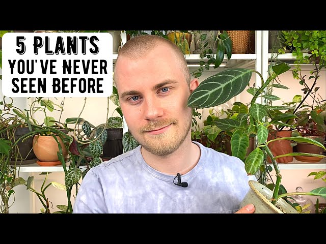 5 Houseplants You've Never Heard Of Before