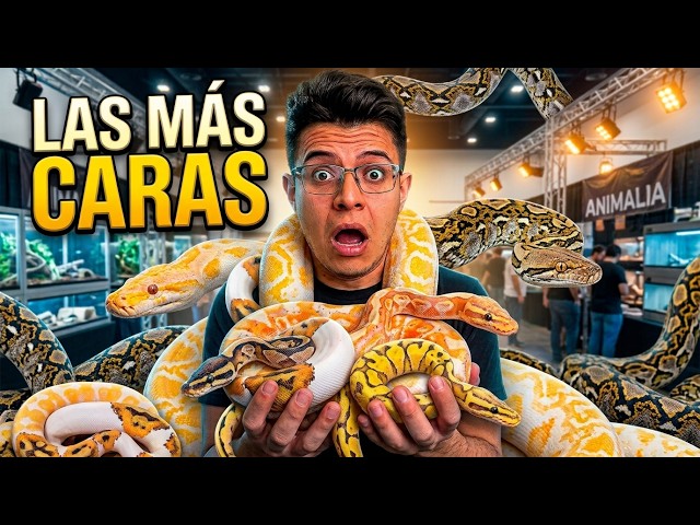 I Searched for the MOST EXPENSIVE PYTHON at Animalia Guadalajara 2026