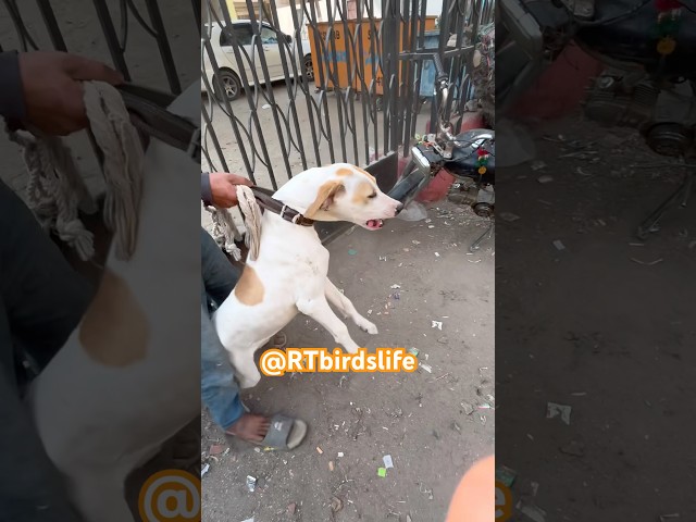 Bultair Breed Dog Pair at Sadar Pets Market #trending #viralvideo #pakistan #animals