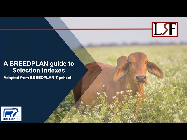 BREEDPLAN Guide to Selection Indexes Tipsheet