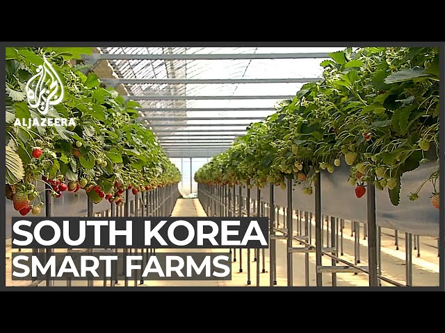 South Korean farmers embrace hi-tech methods