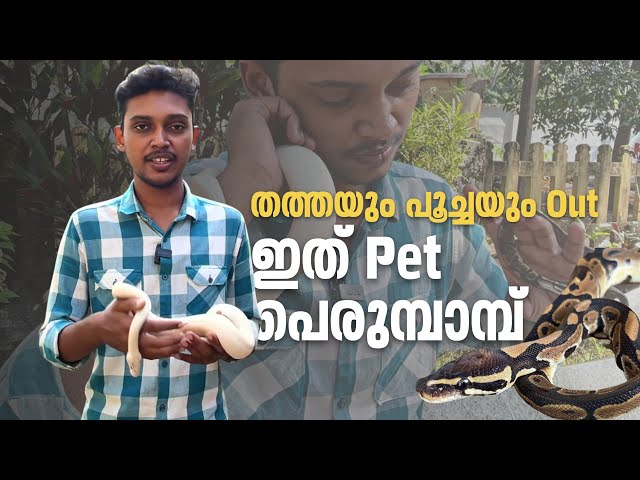 വളർത്തുജീവികളിൽ താരമാകുന്ന പെരുമ്പാമ്പ് | Pet Python