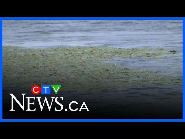 Quebec engineer testing technology to solve algae problem in lakes