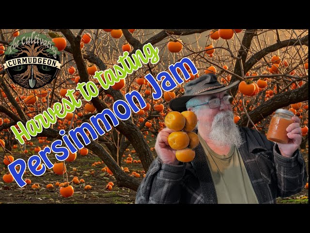 Persimmon Power! Turning Garden Glut into Glorious Jam (Curmudgeon Approved?)