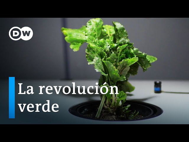 Bioeconomy as an alternative - how promising are renewable resources? | DW Documentary