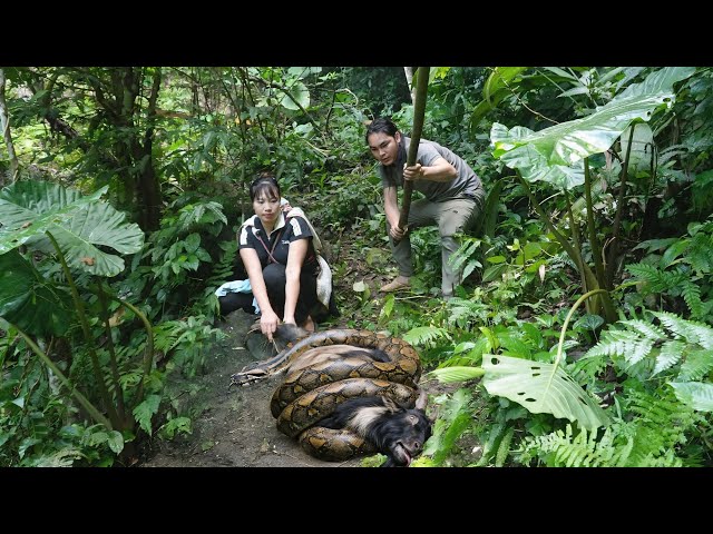 Rescuing a goat from a giant python, giant python attacks goat, farm life, SURVIVAL ALONE