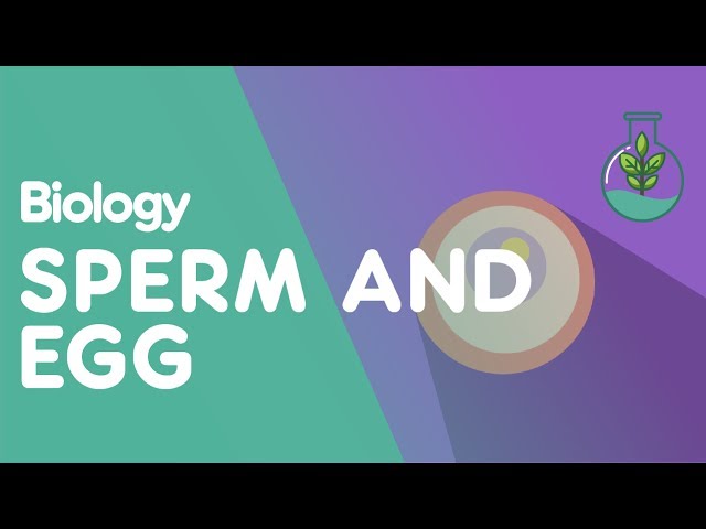 Sperm and Eggs Cells | Cells | Biology | FuseSchool