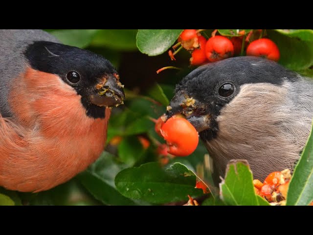 Fascinating Way Bullfinches Feed | Garden Birds | Robert E Fuller