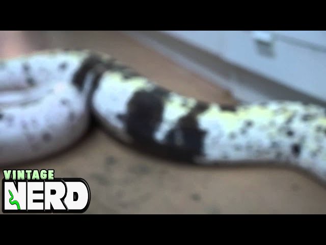 Big Female COW Retic