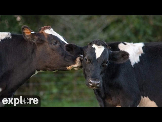 Live Farm Sanctuary Main Cow Barn and Pasture powered by EXPLORE.org