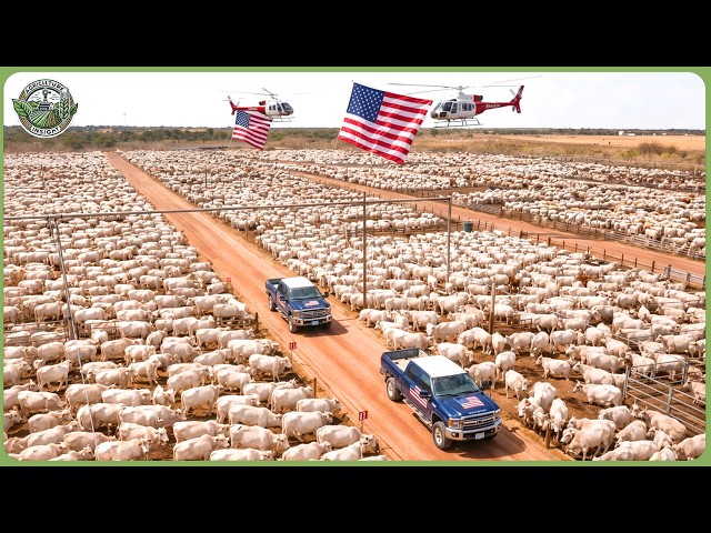 Modern America Livestock Farming on Another Level — How Farmers Produce 100+ Million Tons Food