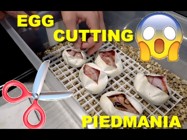 Ball Python Egg Cutting! OD YB Banana Leopard Pieds!