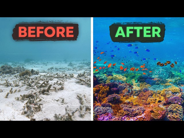 The 10 Biggest Environmental Wins of 2024