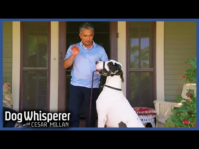 Cesar Millan Tames Giant Out-of-Control Great Dane | Full Episode | Dog Whisperer with Cesar Millan