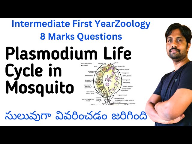 Plasmodium vivax Life Cycle in Mosquito Explained in Easyway || Inter Zoology 8 Marks Questions