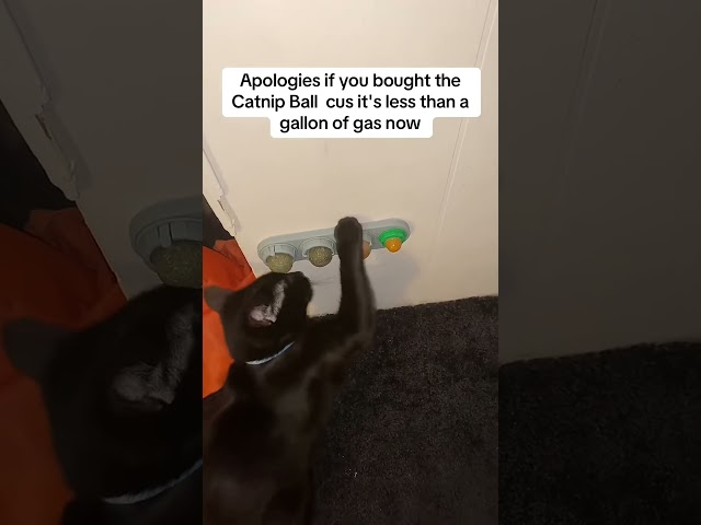 Boost Play & Relaxation with the Petsup Rotating Catnip Ball! #CatJoy