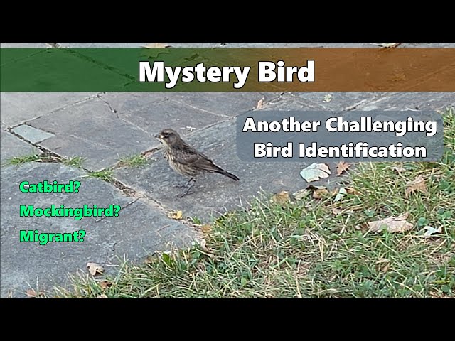 Mystery Bird - Another Challenging Bird ID