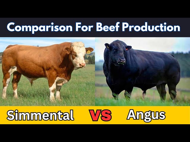 Angus vs Simmental | Which One Is Best Breed For Meat Production