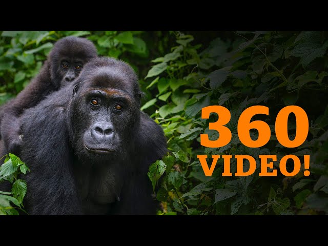 360: Looking for endangered gorillas of the Congo - BBC What's New?