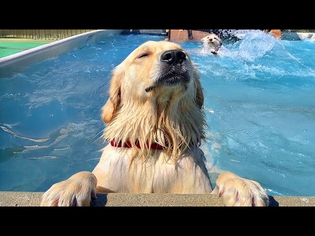 Hilarious Dogs Can't Control Themselves In The Pool! 🤣