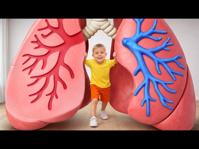 Inside the Human Body!🫀 Kids Explorе Organs!