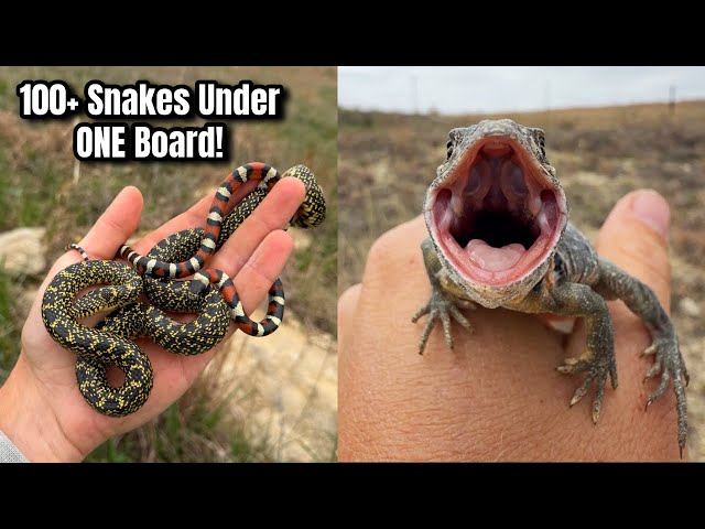 Over 100 Snakes Under ONE Board? Insane Herping in Kansas: Milksnakes, Copperheads, and More!