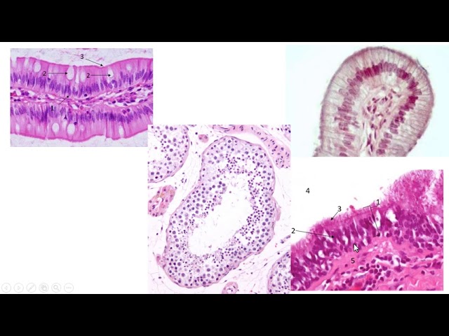 Tissue Reasoning | Part 1