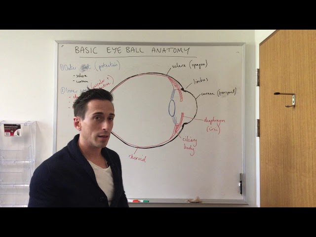 Basic Eye Anatomy and Physiology