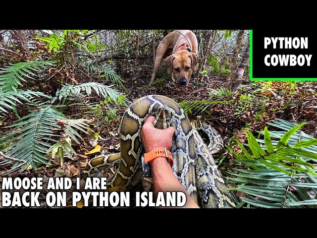 Heading Back To Python Island Hunting Pythons With Moose