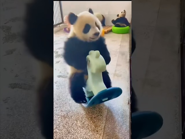 Pandas are the funniest animals in the world 😂