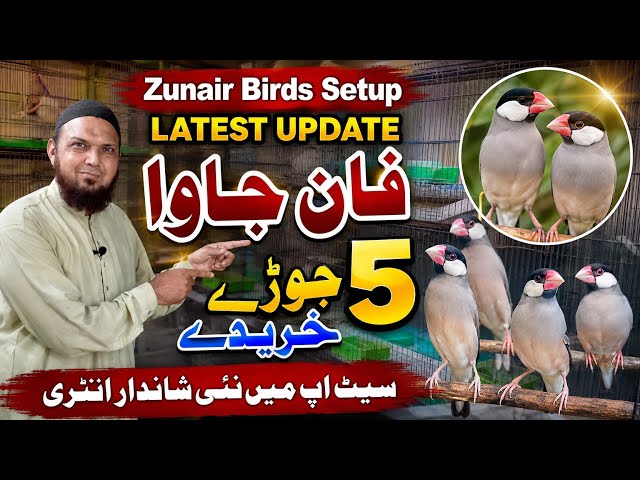 فان جاوا 5 جوڑے خریدے| Zunair Birds setup latest update |Fawn Java