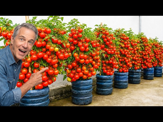 Growing Tomatoes in Bottles on Balcony for Fresh Fruit All Year