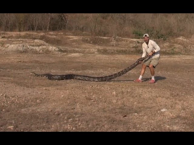 Pythons of Thailand