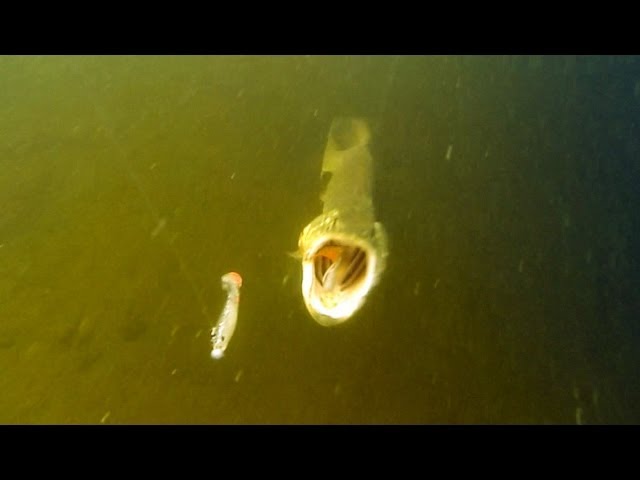 Cannibal Shad Minnow vs Glitter Bug. Fishing Pike attacks lure for muskie zander walley bass catfish