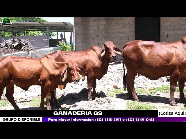 GS Livestock: Gyr Cattle with Dairy Traits | El Salvador in the Field