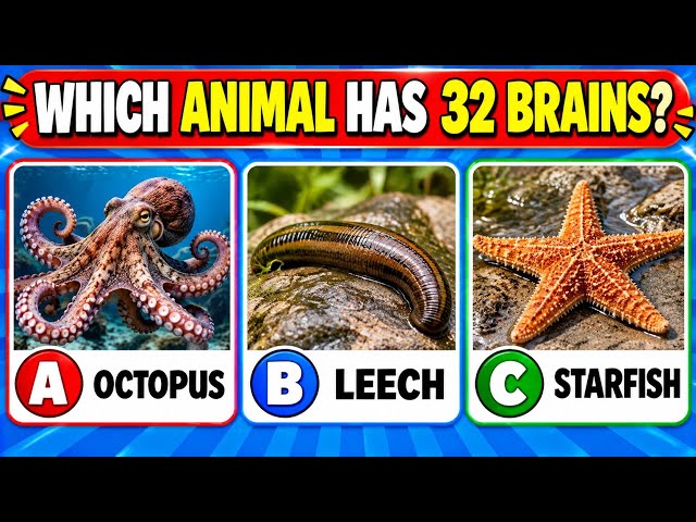 Can You Answer These 50 GK Questions? | General Knowledge English Quiz