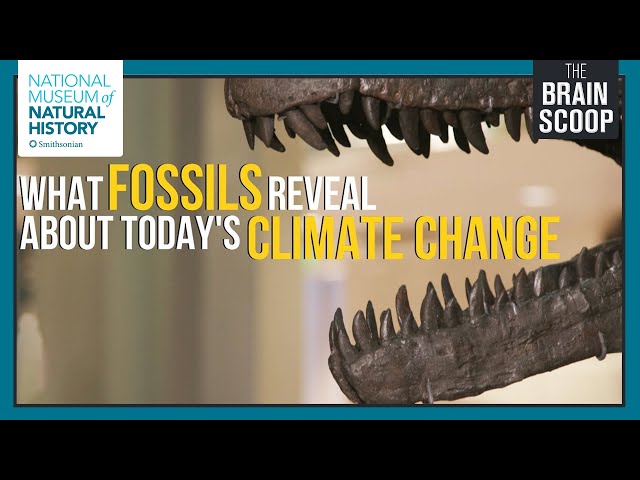 What Fossils Reveal about Today's Climate Change