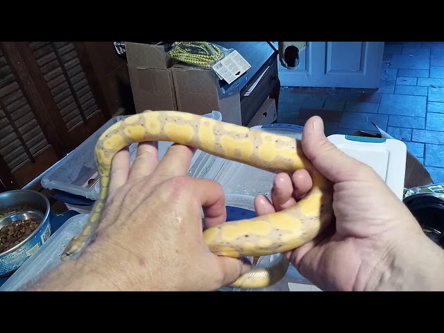Spring 2020 ball python collection