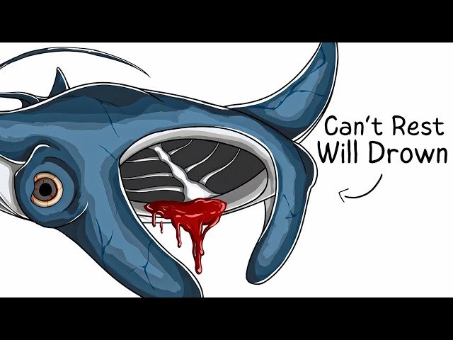 Why it Sucks To Be Born As a Manta Ray