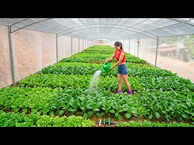 Processing and Loosening The Soil, Then Growing Various Vegetables in the Greenhouse