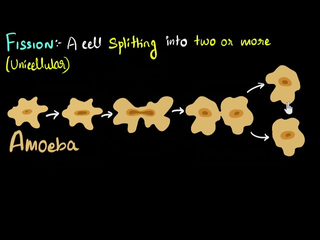 Fission (binary & multiple) with examples | How do organisms reproduce | Biology | Khan Academy