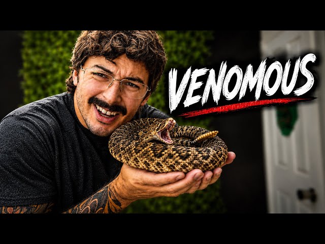 BIG Changes in my VENOMOUS SNAKE ROOM!